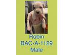 Adopt Robin a Pit Bull Terrier