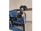 Adopt Norah a Border Collie, Hound