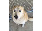 Adopt Autumn a Husky