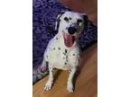 Adopt Lady a Dalmatian, Mixed Breed