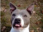 Adopt Mildred a Pit Bull Terrier