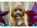 Cavapoo Puppy for sale in Springfield, MO, USA