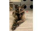 Adopt Momma Cat a Domestic Short Hair