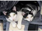 Adopt Trouble (F) & Paw Paw (M) a Domestic Short Hair, Extra-Toes Cat /