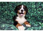 Bernese Mountain Dog Puppy for sale in Fort Wayne, IN, USA