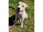 Adopt Diamond a Labrador Retriever