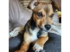 Adopt Ashe a Jack Russell Terrier