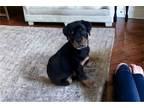 Rottweiler Puppy for sale in Birmingham, AL, USA