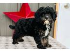 Cavapoo Puppy for sale in Springfield, MO, USA