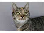 Adopt Brie a Domestic Short Hair