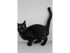 Adopt Provolone a Domestic Short Hair