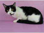 Adopt Nutella a Domestic Short Hair