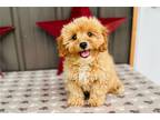 Cavapoo Puppy for sale in Springfield, MO, USA