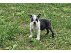 Boston Terrier Puppy for sale in Springfield, MO, USA