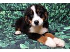 Bernese Mountain Dog Puppy for sale in Fort Wayne, IN, USA