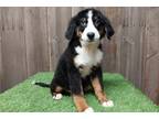 Bernese Mountain Dog Puppy for sale in Fort Wayne, IN, USA