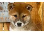 Shiba Inu Puppy for sale in Jonesboro, AR, USA