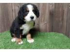 Bernese Mountain Dog Puppy for sale in Fort Wayne, IN, USA