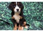 Bernese Mountain Dog Puppy for sale in Fort Wayne, IN, USA