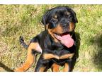 Rottweiler Puppy for sale in Birmingham, AL, USA