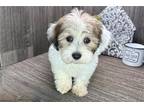 Havanese Puppy for sale in Fort Wayne, IN, USA