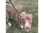 Adopt Jersey a Pit Bull Terrier
