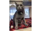 Adopt Coco a Domestic Short Hair