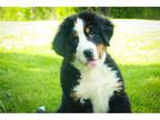 Bernese Mountain Dog Puppy for sale in South Bend, IN, USA