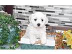 Bichon Frise Puppy for sale in Springfield, MO, USA