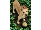 Adopt Marisol a Labrador Retriever, German Shepherd Dog