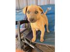 Adopt Daisy a Retriever, Labrador Retriever