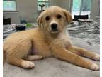Adopt Piper a Retriever, Labrador Retriever