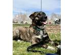 Adopt Wiggles a Plott Hound, Dutch Shepherd