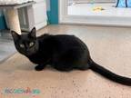 Adopt Winnie a Domestic Short Hair