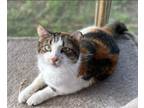 Adopt KC a Calico