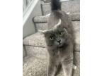 Adopt Ginger a Domestic Medium Hair, Russian Blue