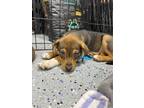 Adopt Cola a Dachshund, Australian Shepherd