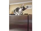 Adopt CLIFFHANGER a American Shorthair, British Shorthair