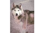 Adopt CAHIRA a Siberian Husky