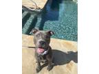 Adopt Griselda a Pit Bull Terrier, American Staffordshire Terrier