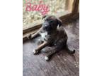 Adopt Baby a Plott Hound