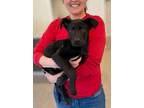 Adopt Patty a Shepherd, Labrador Retriever