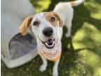 Adopt Peaches (foster or adopter needed) a Airedale Terrier, Hound