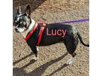 Adopt LUCY a Boston Terrier