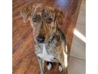 Adopt Socks a Catahoula Leopard Dog, German Shepherd Dog