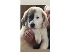 Adopt Rio a Great Pyrenees