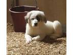 Adopt Cody a Great Pyrenees