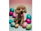 Adopt Vera a Miniature Poodle