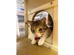 Adopt Sweetie Pie a Calico