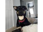 Adopt Taylor a Doberman Pinscher